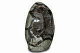 Free-Standing, Polished Septarian Geode - Black Crystals #302879-1